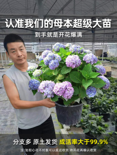 绣球花苗盆栽无尽夏带花鲜花卉庭院植物室内外耐寒耐冻耐晒四季开