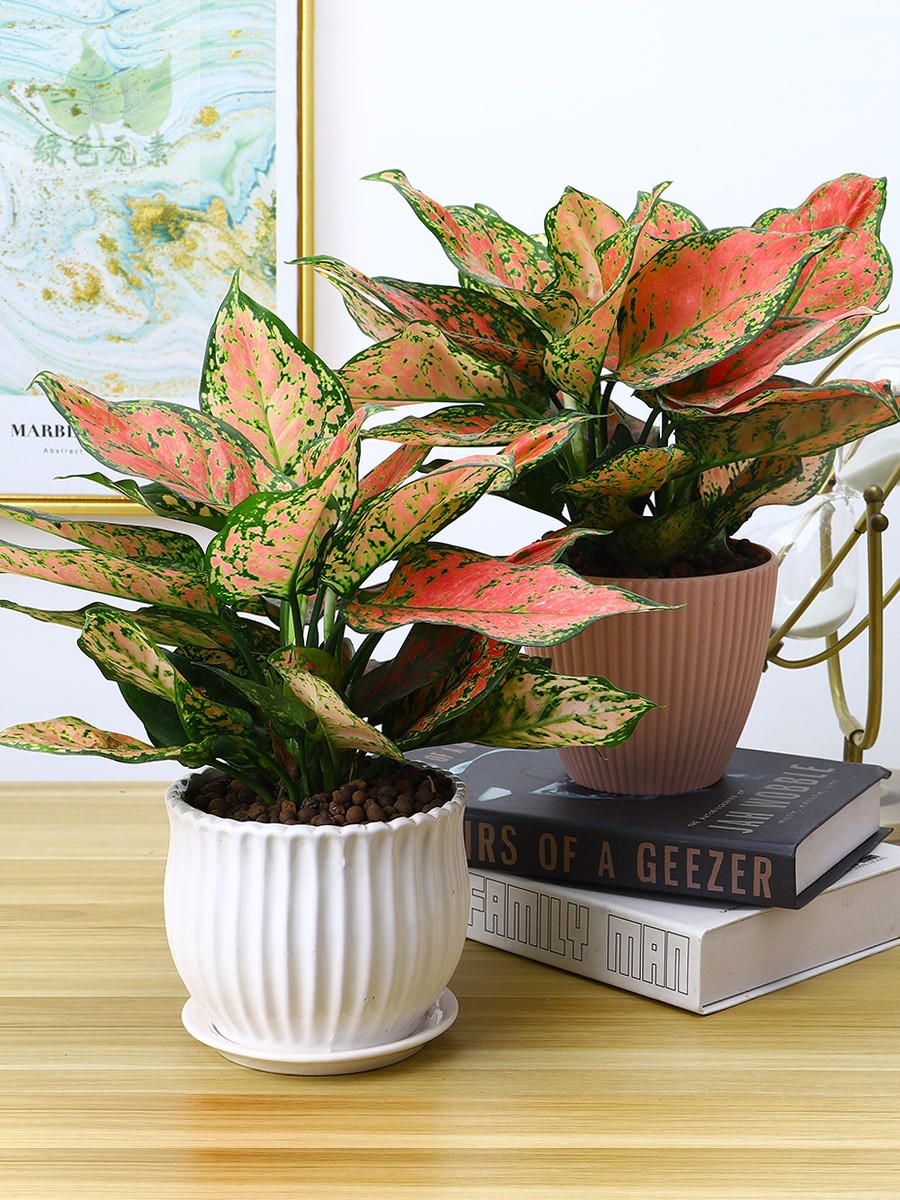 热销绿植租赁_成都同城绿植如意花室内客厅阳台吧台商场净化空气吸