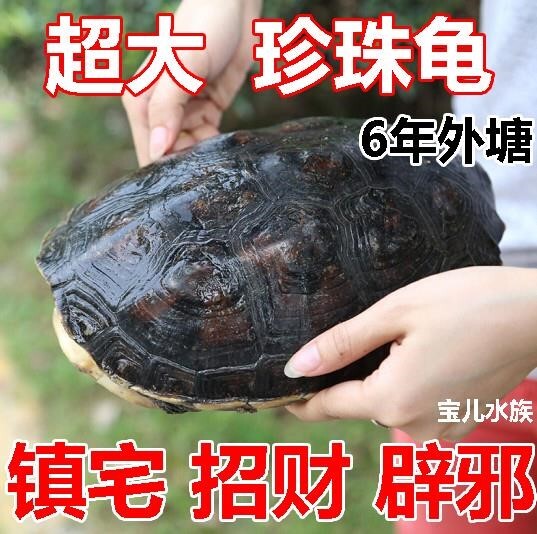 一折乌龟活体 巨型