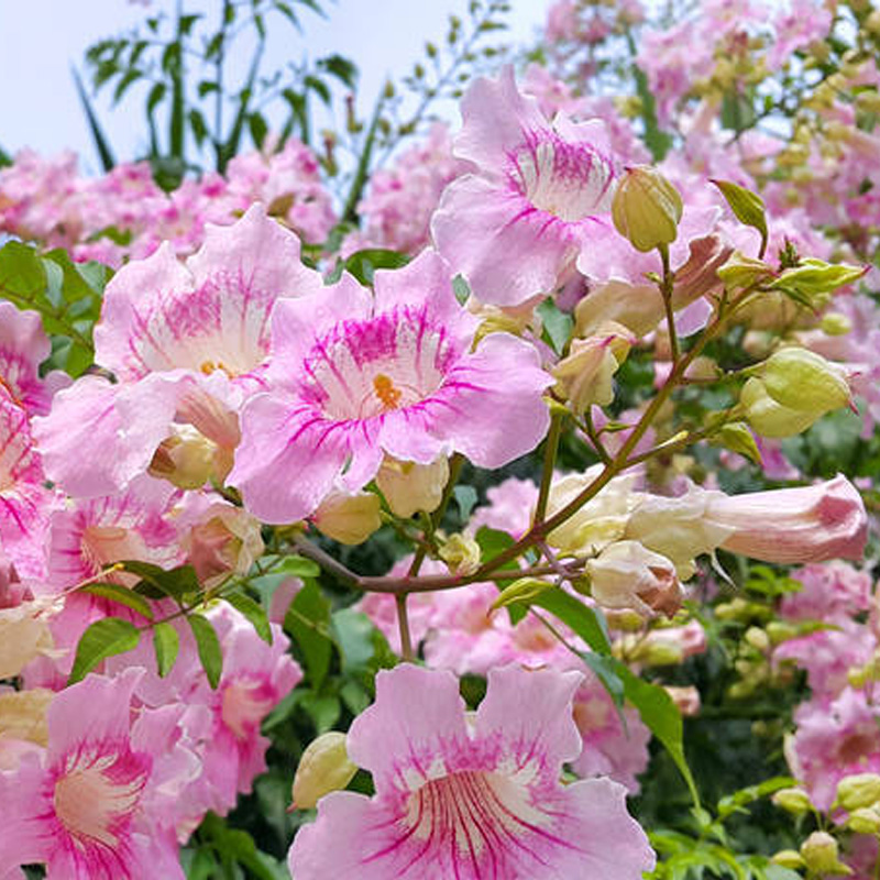 粉色凌霄花苗盆栽爬藤植物四季攀援庭院耐寒浓香花卉开花