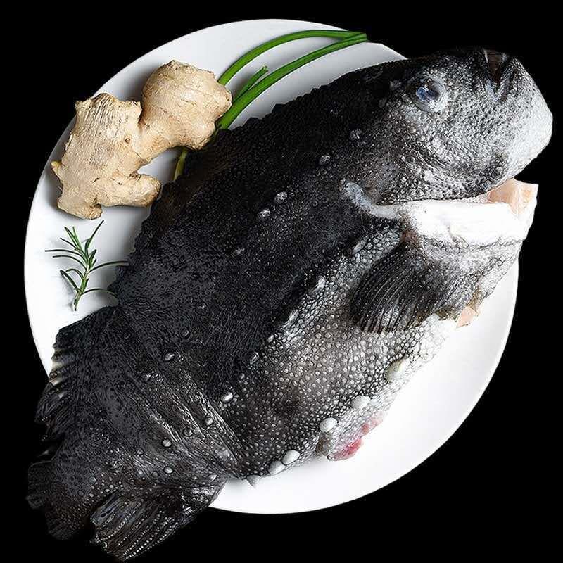 海参斑鱼