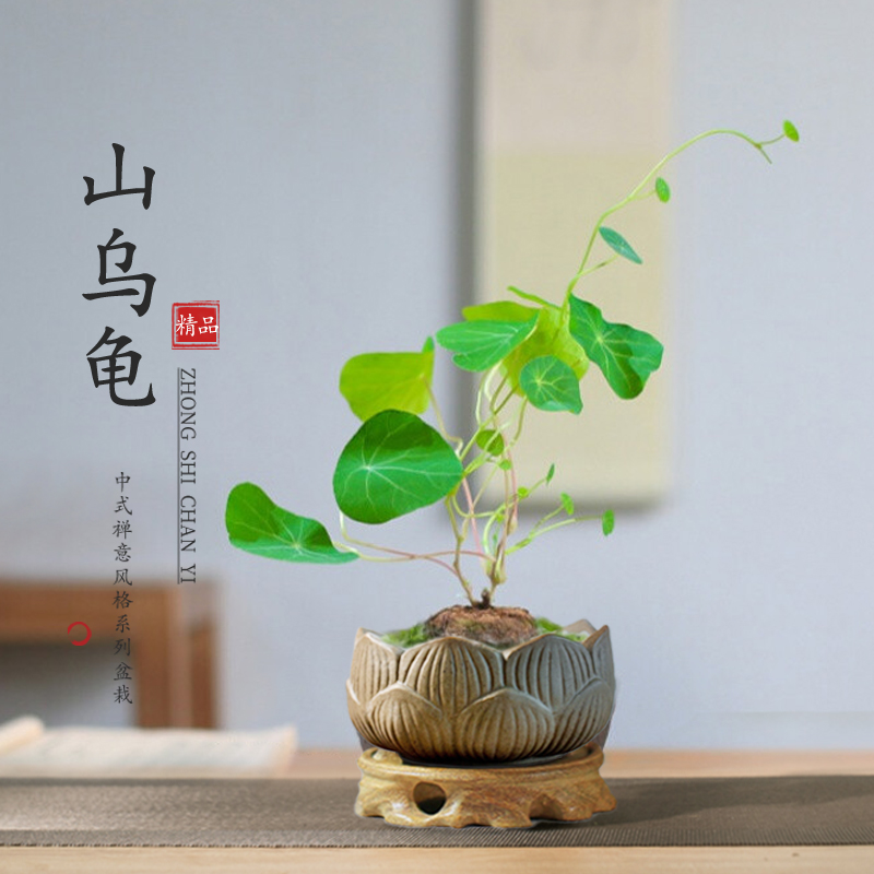 山乌龟金不换盆栽爬红藤植物办公室内观叶禅意绿植地不容盆景苗在类目 鲜花速递/花卉仿真/绿植园艺, 花卉/绿植盆栽(新), 造型盆景中 - 来自Buy2taobao.com提供专业的淘宝代购服务