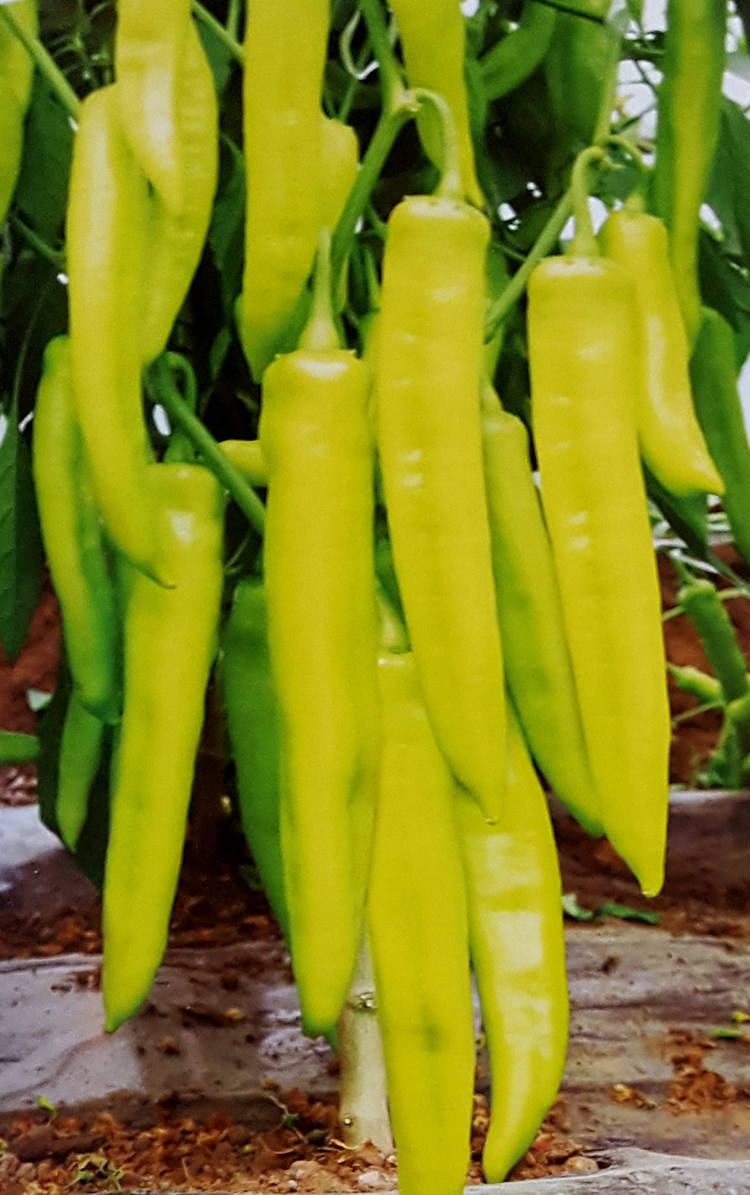 杂交新品种萧新黄皮辣椒种子牛角椒种籽香辣大椒种子大田用种包邮