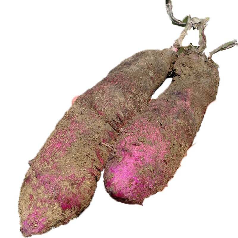 现挖紫山药新鲜5装脚板薯紫色大薯紫玉淮山江西赣南赣州