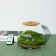 植物城堡苔藓微景观生态瓶青苔造景创意玻璃办公室桌面礼品摆件