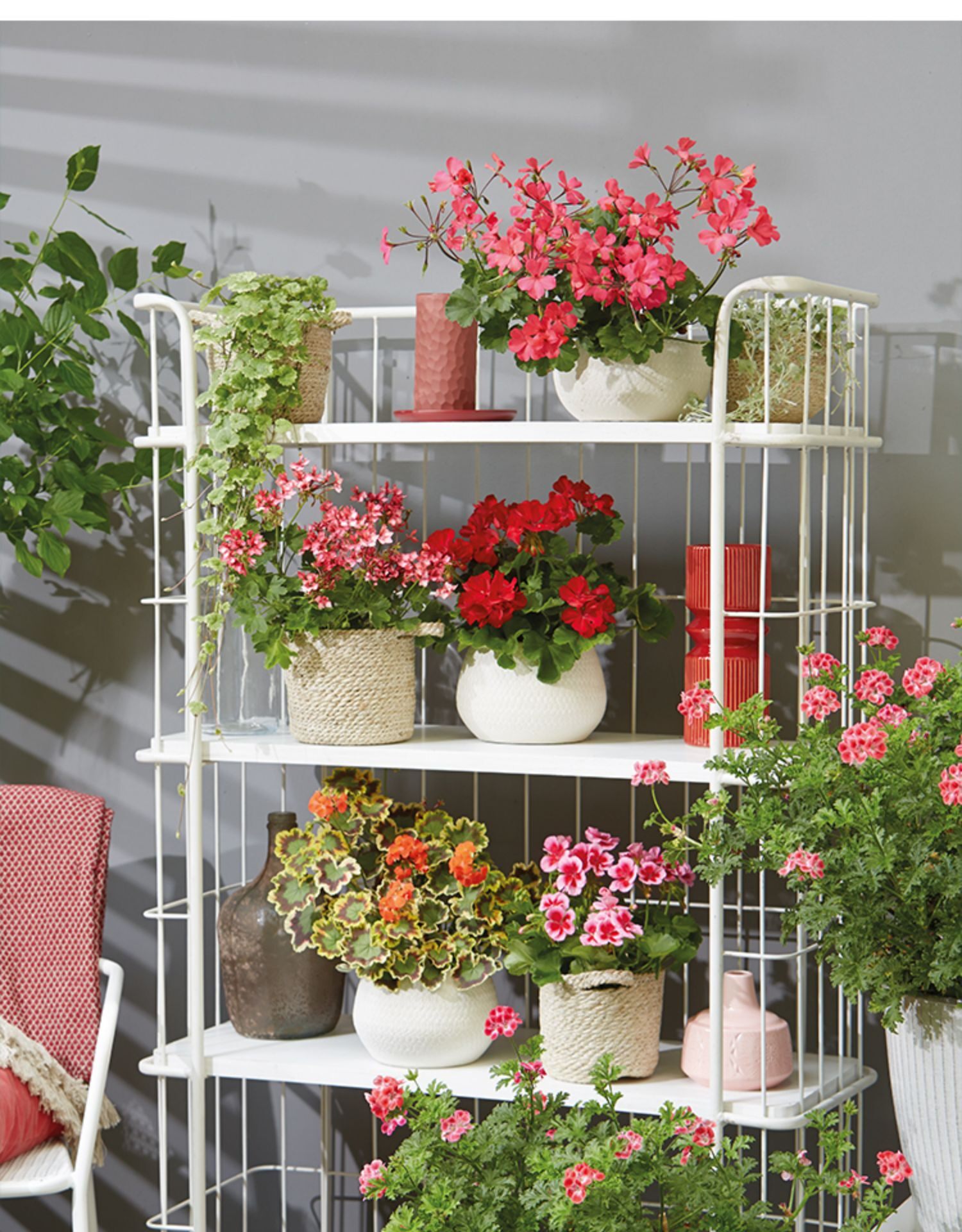 欣欣花园盆栽开花植物天竺葵老桩