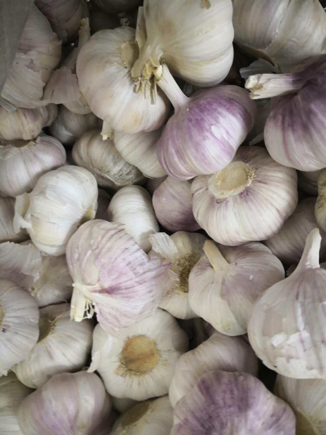 广东包邮顺丰 干蒜 新蒜头 带皮大蒜子做糖醋蒜泡菜蒜头一斤8块