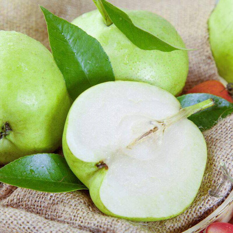 甘肃天水早酥梨 5斤包邮 新鲜上市 现拍现摘 脆甜多汁 新鲜到家