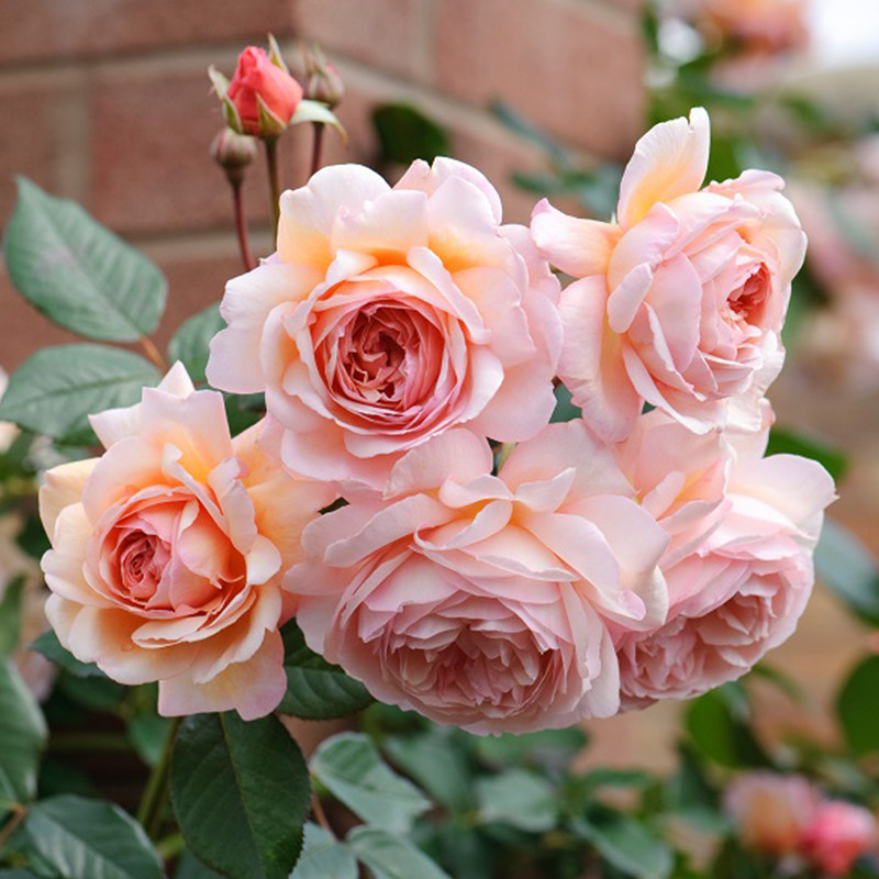 天狼 亚伯拉罕达比2.5升盆栽多季可藤可灌浓香庭院花园植物玫瑰