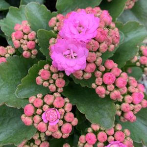 爱米园艺重瓣长寿花进口绿植室内开花花卉-zeta泽塔