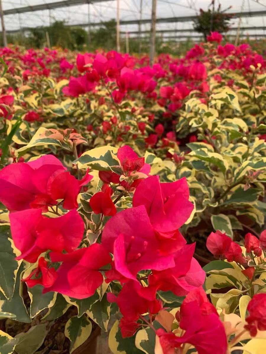 三角梅花叶红品种勤花四季开花直播间一物一拍