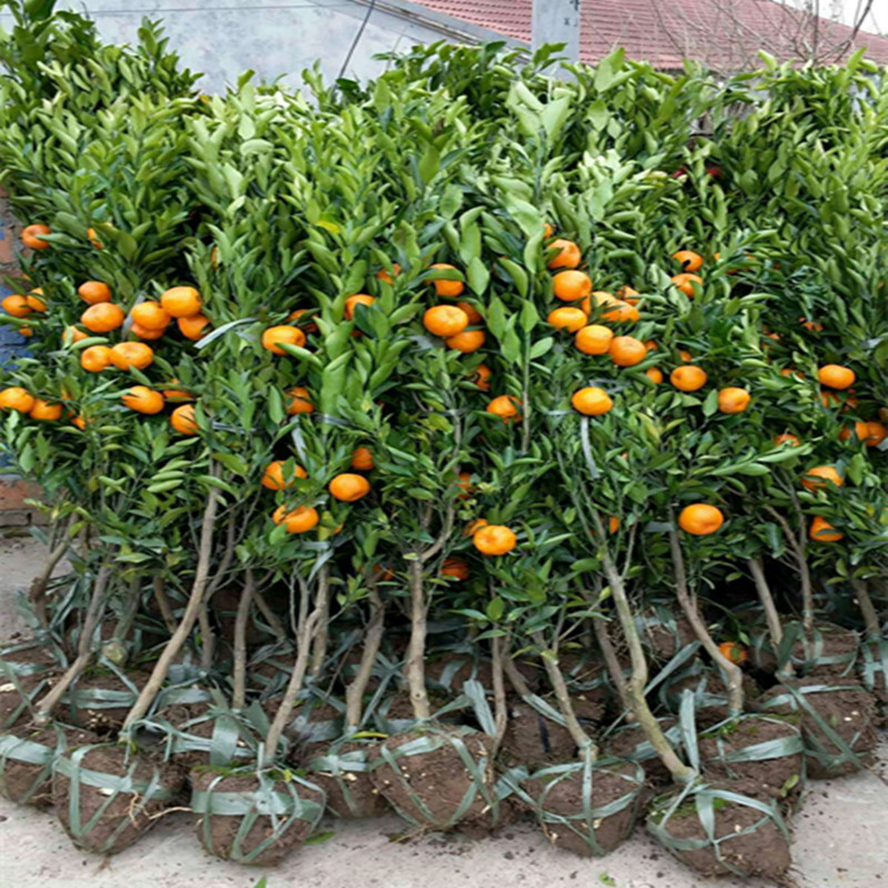 砂糖橘子苗树南方种植果树盆栽嫁接丑八怪桔子苗带果室内各种水果