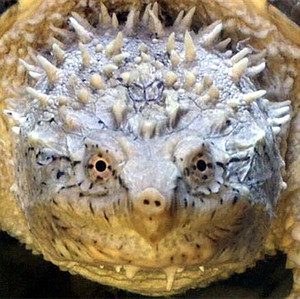 鳄龟活体鳄鱼龟杂佛小鳄龟苗凶猛爆刺纯佛观赏宠物乌龟原种佛鳄龟