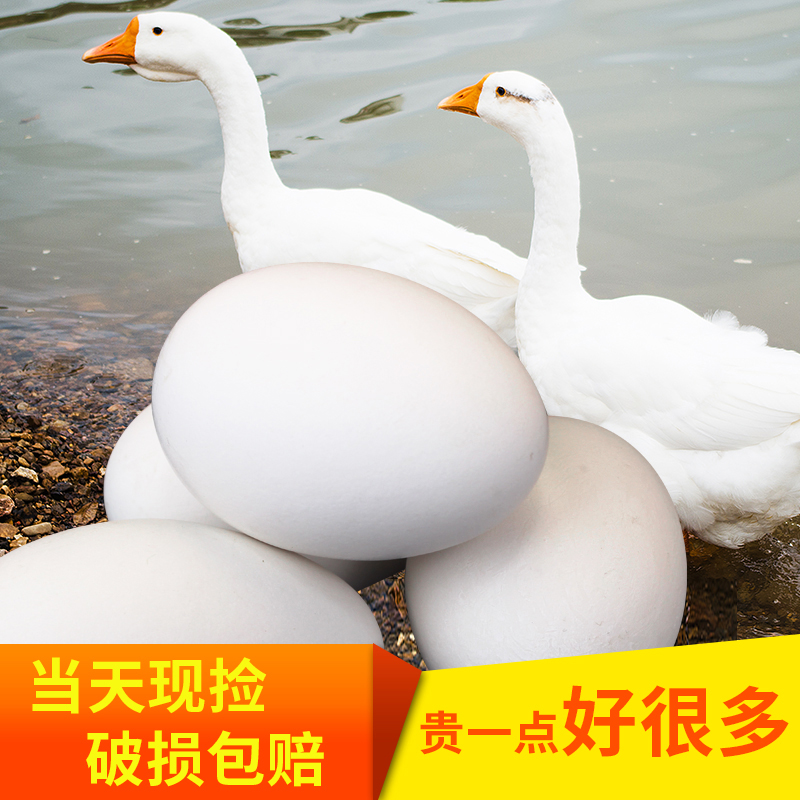 Mansion Farm Backyard Edan fresh Orthodox school Soil goose Large pregnant woman 12 Edanin the Aquatic meat/Fresh fruits and vegetables/Cooked , Egg/Egg Products , Fresh eggs , Edan category - from Buy2taobao.com to provide professional Taobao agent buy service