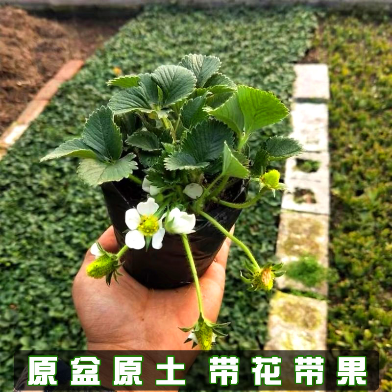 草莓盆栽四季结果带花带果草莓苗奶油红颜秧苗阳台庭院南北方种植