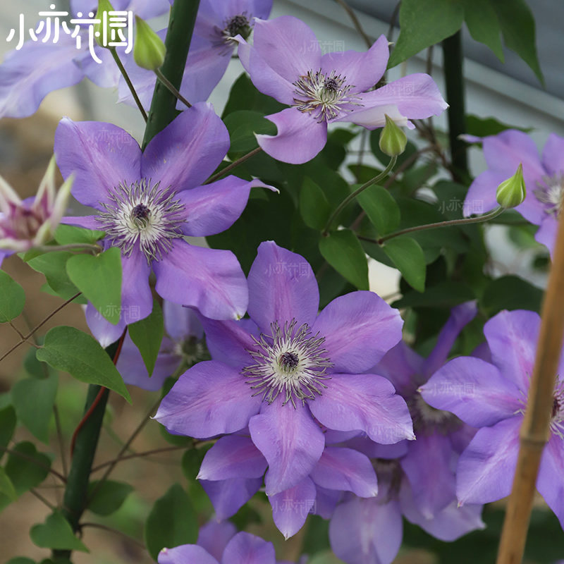 小亦花园【微光】铁线莲 新世界系列有f组基因 丰花 c412