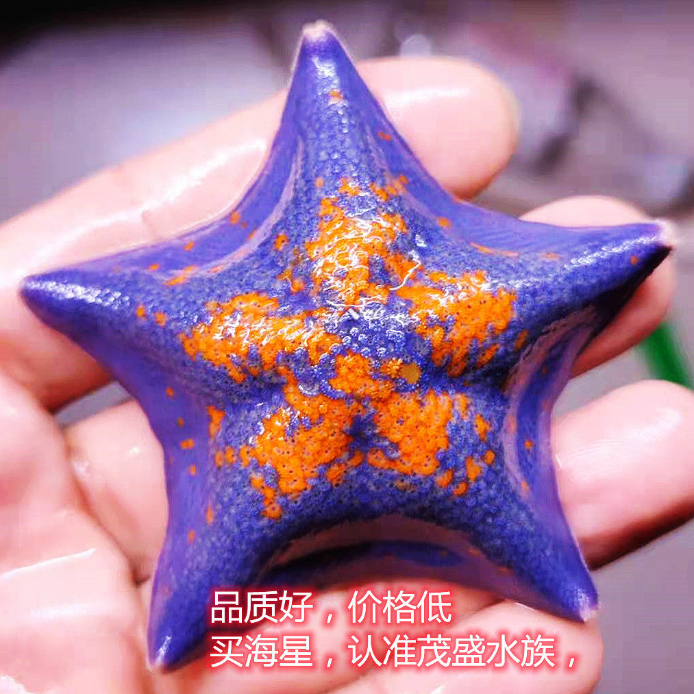 观赏海星活体 翻砂海星 鱼缸水族宠物 儿童海水 海洋生物红蓝水母