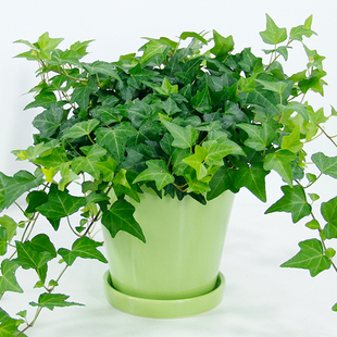 常青藤室内吊兰盆栽常春藤盆栽花卉除去苯净化空气吸甲醛室内绿植