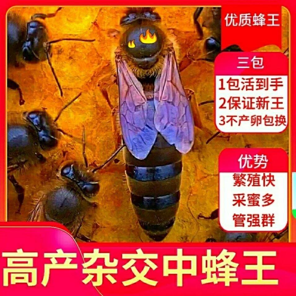 68元71去淘宝店购买70产品详情2021优质中蜂王 优质阿坝开产王 中