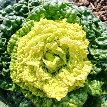 黄心菜种子种籽孑乌塌菜乌塔菜黄心乌秋冬季冬天菜种四季蔬菜菜籽