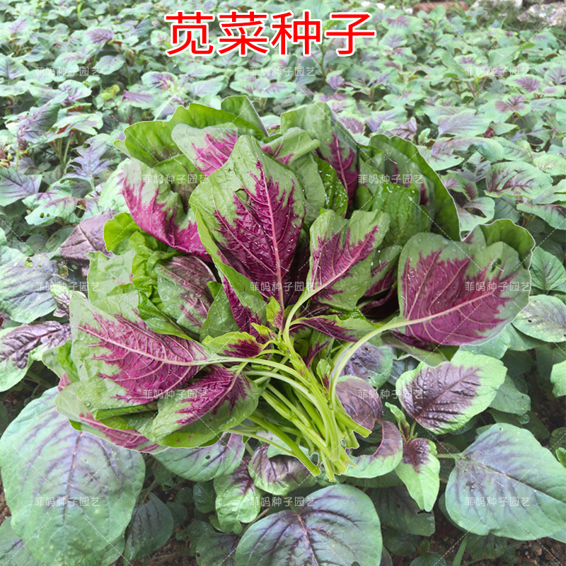 圆叶绿苋菜一点花红苋菜种籽蟹寒旱菜盆栽庭院四季春播蔬菜种子孑