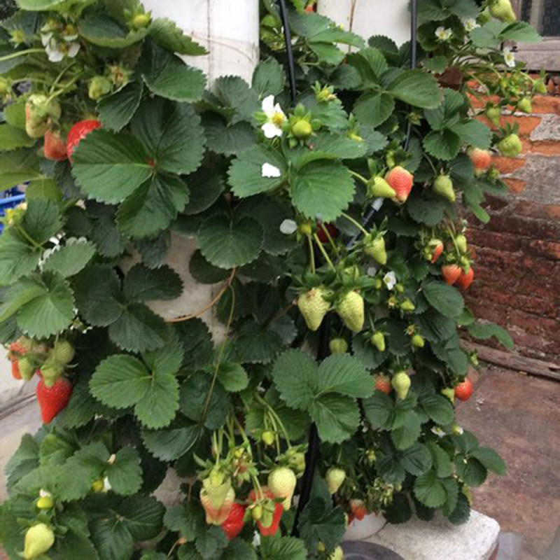 爬藤草莓苗盆栽苗四季草莓带花带果 室内阳台南北方种植 当年结果