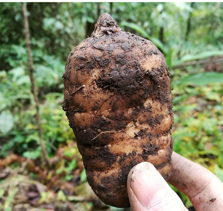 天麻云南昭通1000g新鲜现挖小草坝仿野生