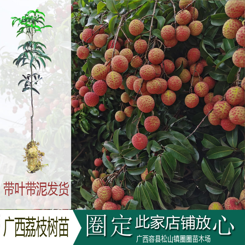 冰荔荔枝树苗仙进奉荔枝苗桂味无核荔枝树苗南方果树带泥带叶包邮