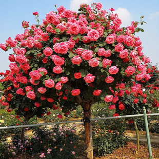 玫瑰花树苗盆栽棒棒糖树状月季花阳台庭院特大花浓香四季花卉植物