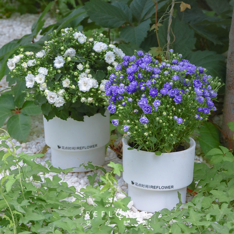 花点时间丹麦重瓣风铃盆栽紫色鲜花绿植室内办公室植物装饰