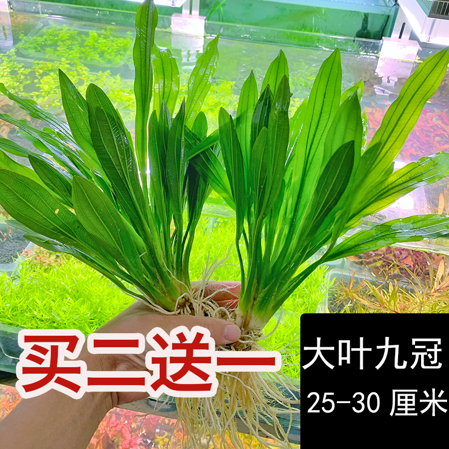 皇冠水草九冠大叶九冠大九冠无需二氧化碳水草泥新手可养