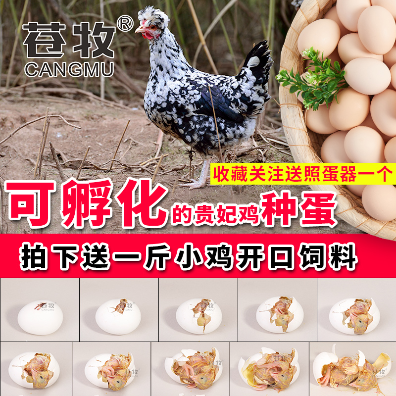 苍牧贵妃鸡 受精蛋可孵化 六指鸡种蛋 三冠鸡受精卵 10枚批发包邮在类目 水产肉类/新鲜蔬果/熟食, 蛋/蛋制品, 鲜活蛋类, 鸡蛋中 - 来自Buy2taobao.com提供专业的淘宝代购服务