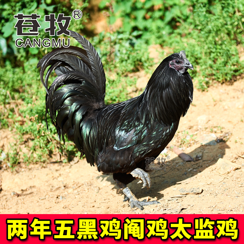 Castrated chicken cock Hen Lay eggs 360 Tianshan Orchard Stocking living thingin the Aquatic meat/Fresh fruits and vegetables/Cooked , Egg/Egg Products , Fresh eggs , Other category - from Buy2taobao.com to provide professional Taobao agent buy service