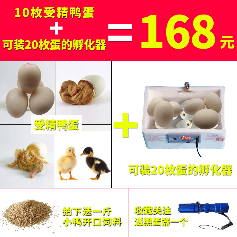 苍牧种蛋受精蛋10枚可孵化小黄鸭配一迷你小型家用实验孵化机包邮|ruв категории водной мясо/свежие фрукты и овощи/еда, яйца/яичные продукты, свежие яйца, утка - от Buy2taobao.com для оказания профессиональной услуги покупки агента Taobao