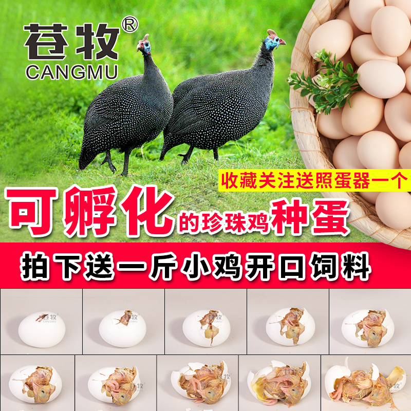 Bumper Guinea fowl Seed egg Fertilized eggs Hatch Guinea Guinea fowl Fertilized egg wholesale 10 Goldin the Aquatic meat/Fresh fruits and vegetables/Cooked , Egg/Egg Products , Fresh eggs , Eggs category - from Buy2taobao.com to provide professional Taobao agent buy service
