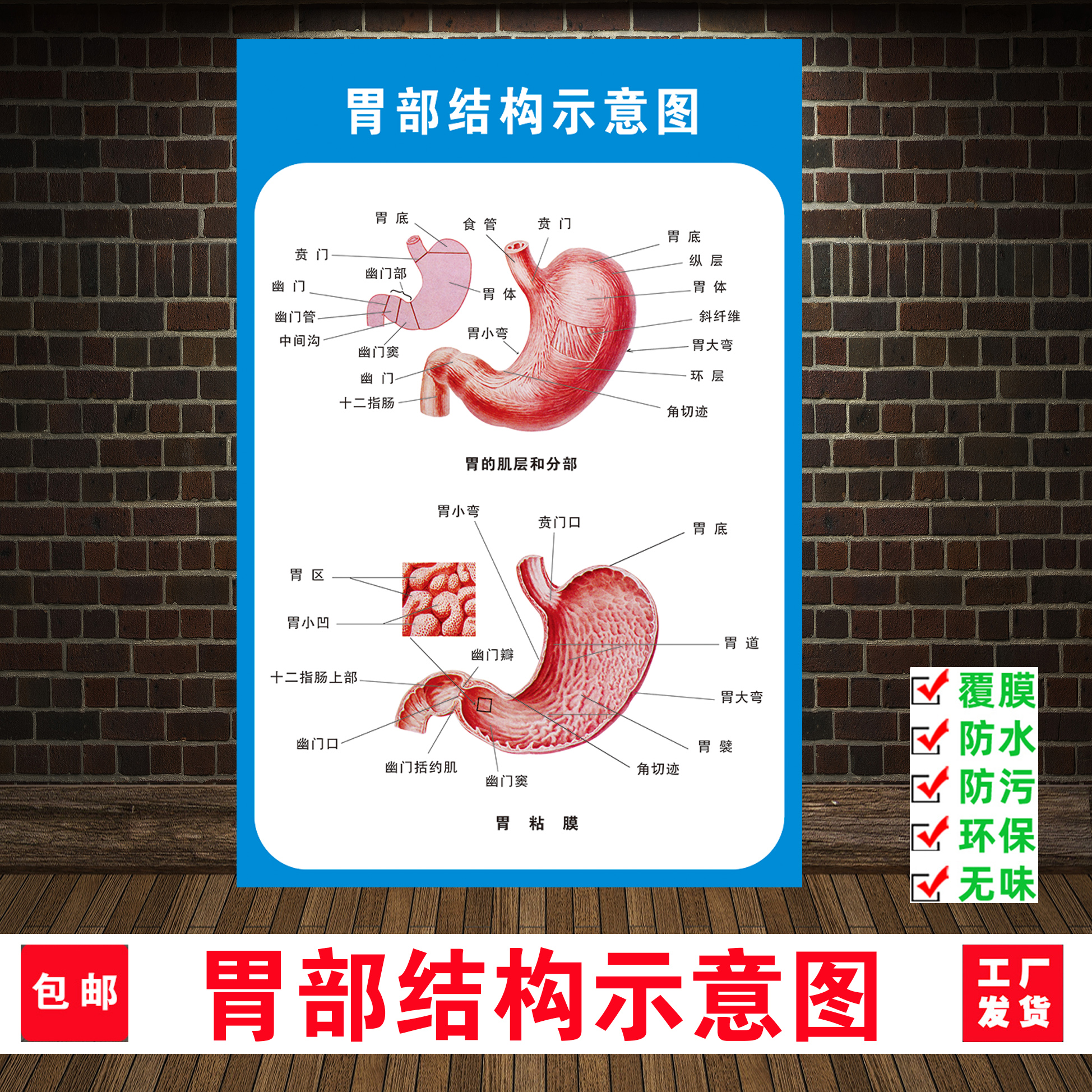 人体胃部解剖系统示意图医学宣传挂图人体器官心脏结构图医院海报