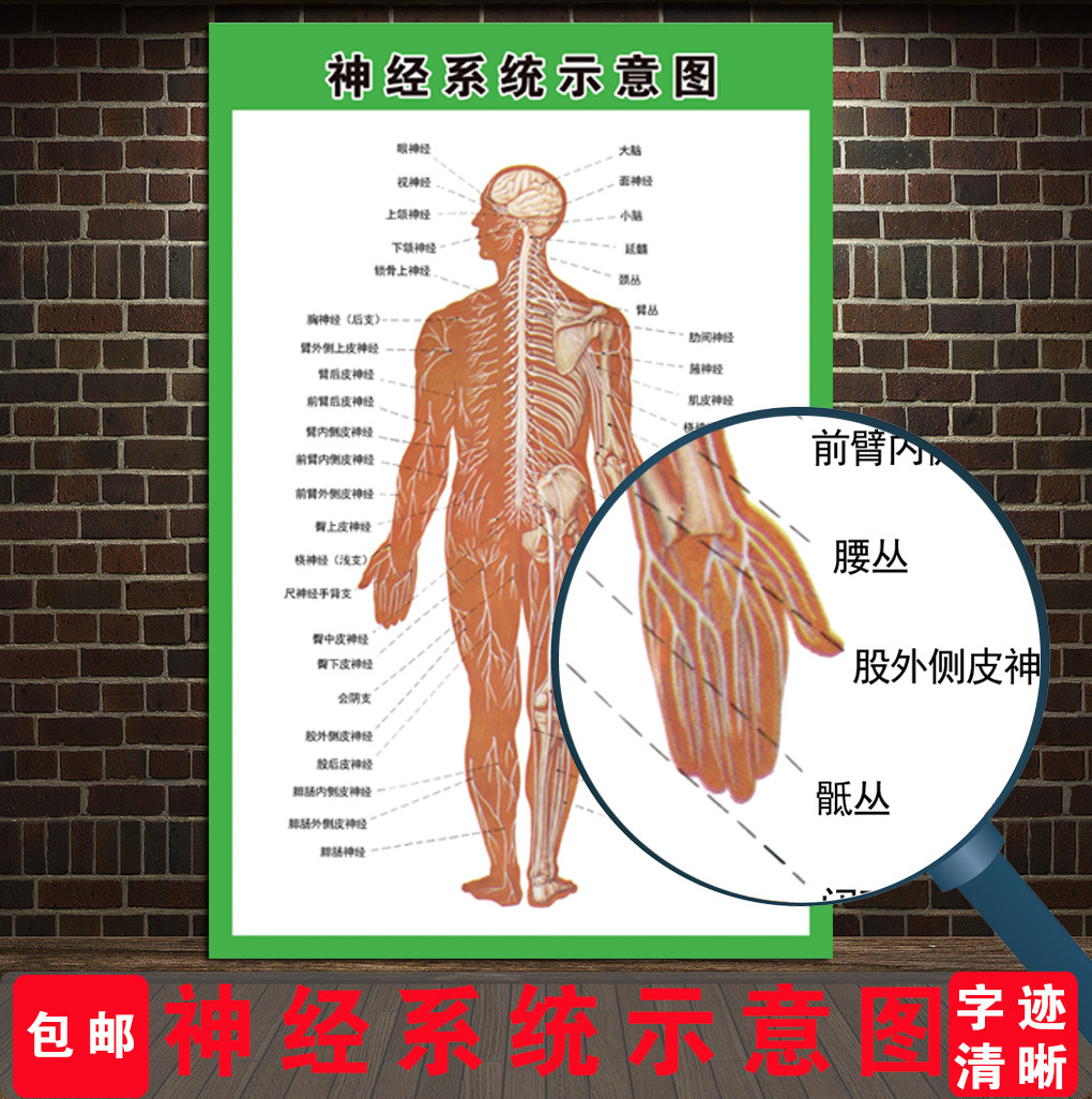 神经系统示意图 医学宣传贴图 人体器官解剖图展板 医院布置海报