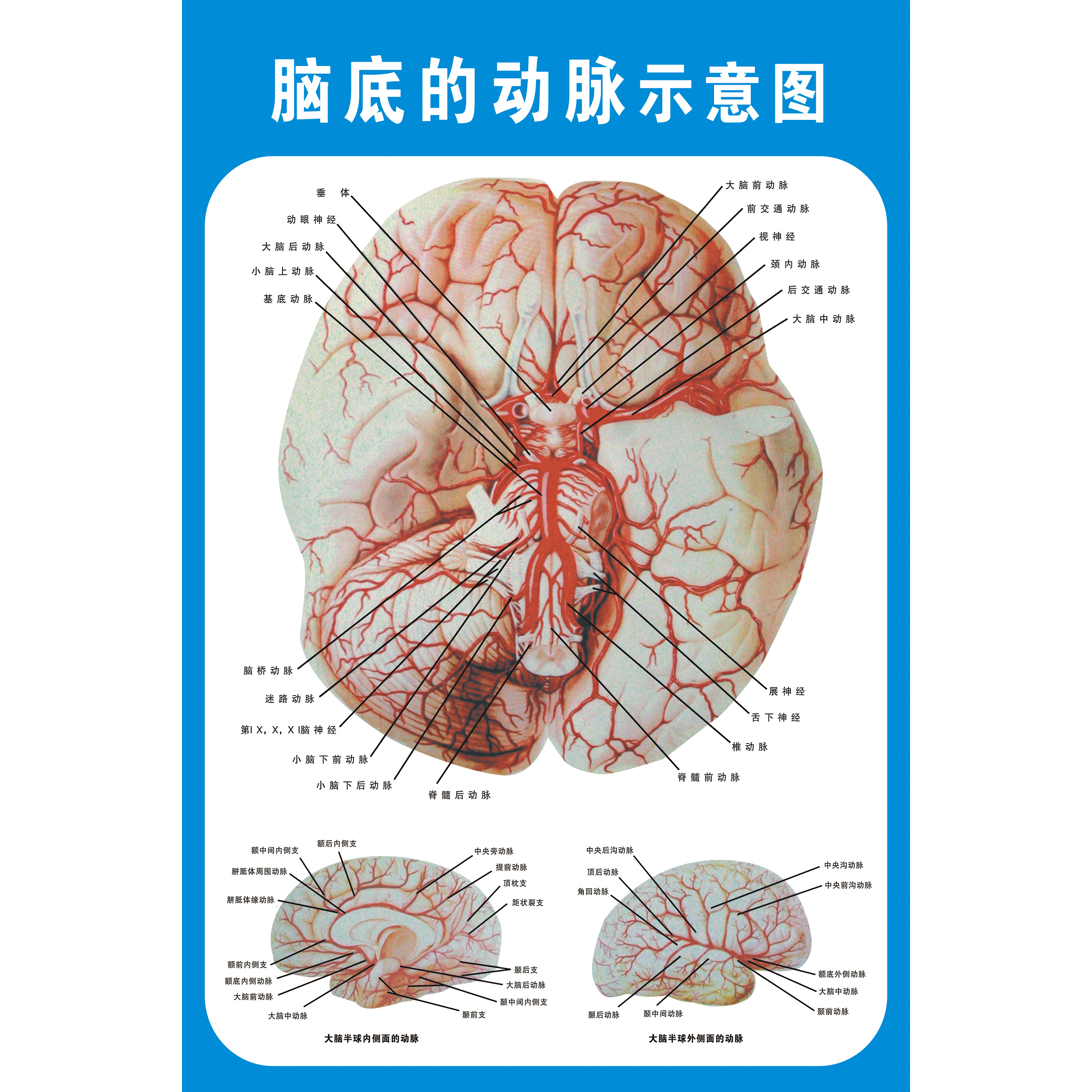 脑底动脉大脑半球动脉脑动脉解剖图脑系统示意图医院
