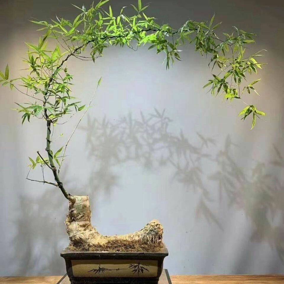 根粗杆水养植物龙竹客厅室内招财水培转运竹绿植盆栽竹子已售100￥16