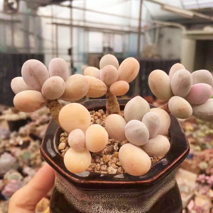 特价雪橙 红肉_橙雪球 多肉 稀有贵货超萌可爱 红粉知己老桩群生一物