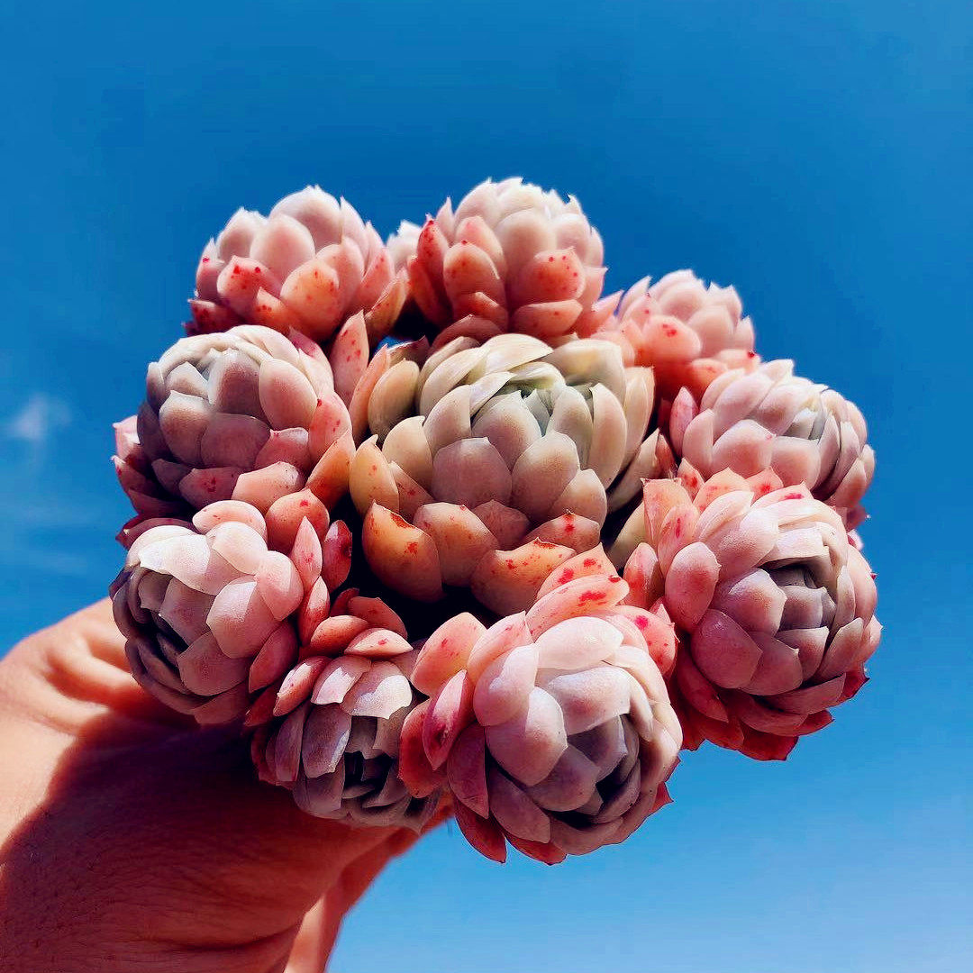 冰梅多肉稀有精品贵货 日系冰梅 冰莓老桩大群生一物一拍多肉植物