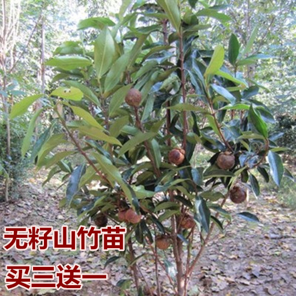 开花庭院果树苗试种山竹苗油竹农资花竹树苗山竹盆栽当年结果南方