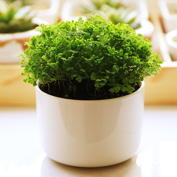 绿地珊瑚蕨绿地球绿植盆栽植物翠云草情人草办公室桌面迷你盆景