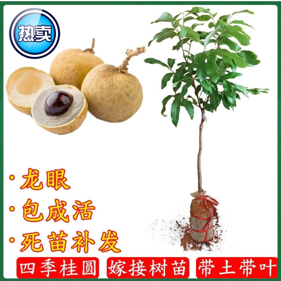 正宗保真四季无核龙眼苗圆果树苗南北方种植盆栽储良石硖龙眼树苗带土