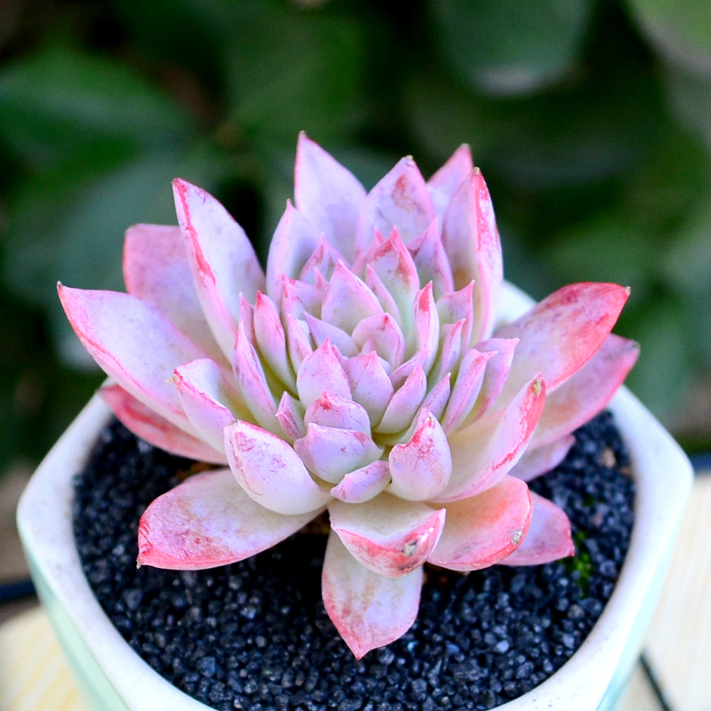 多肉植物景天多肉紫罗兰女王盆栽肉肉懒人植物桌面盆栽绿植多肉