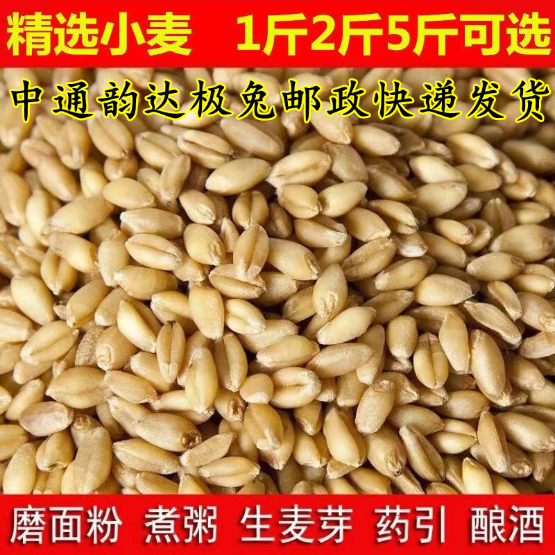 带皮小麦粒1斤5斤2食用磨面药引麦