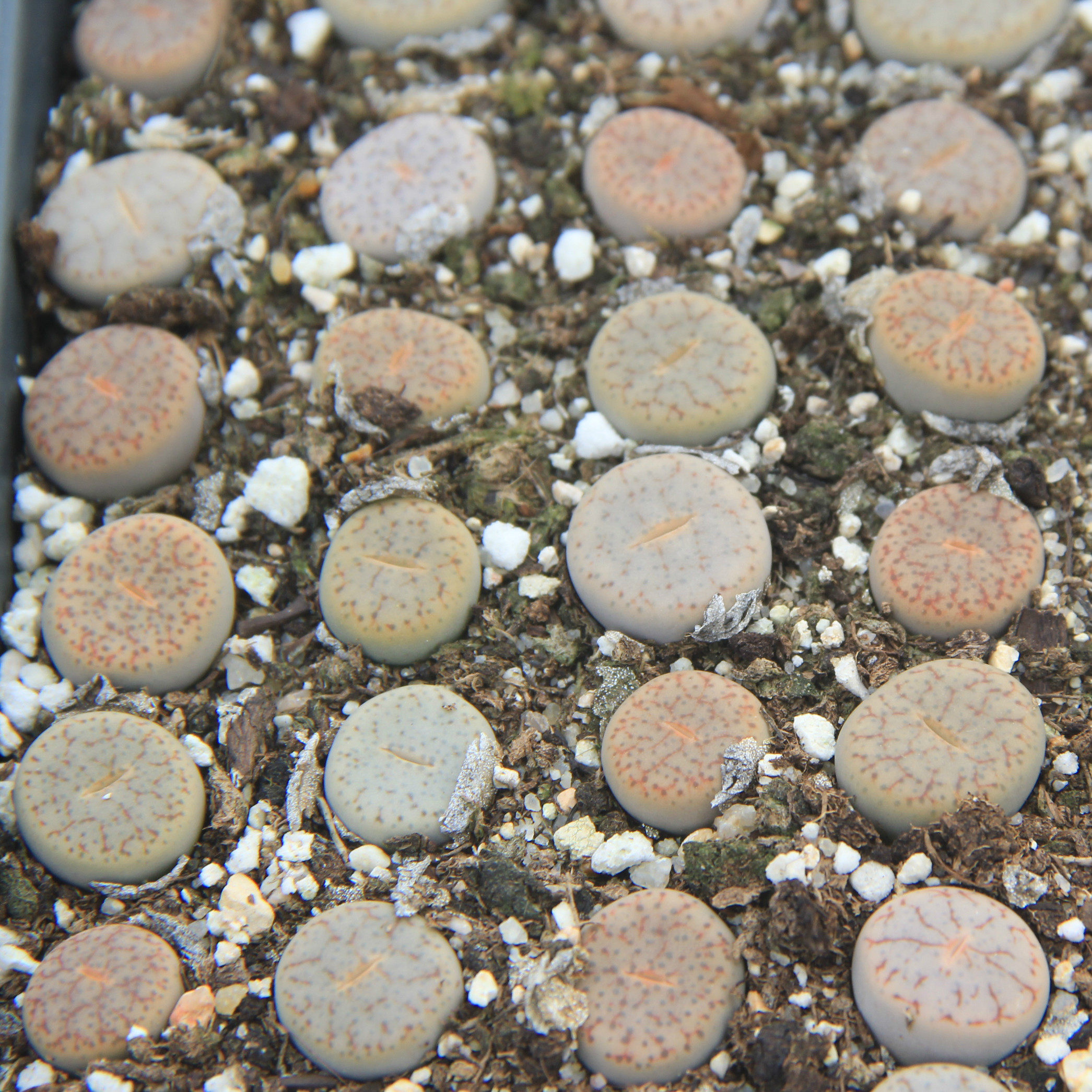 进入店铺大众生石花