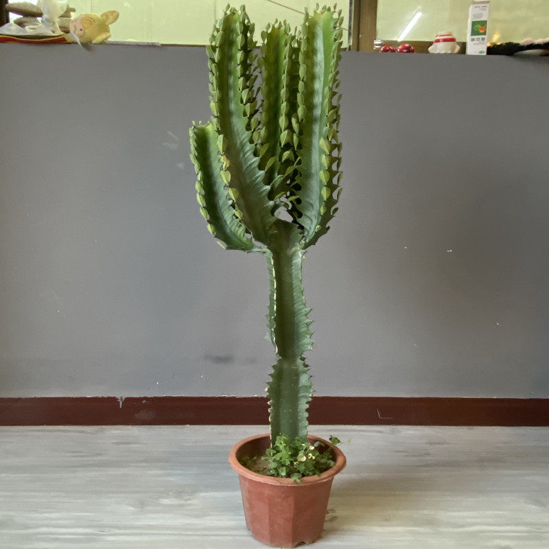 高杆巴西龙骨植物仙人掌室内阳台花卉棒棒糖型仙人柱多肉盆栽整盆