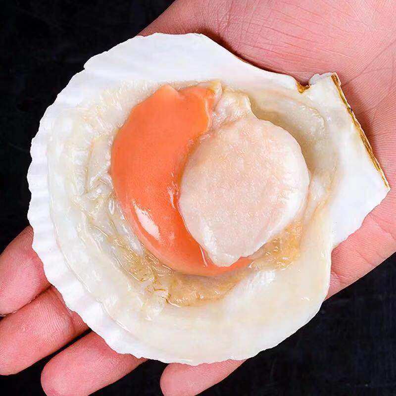 扇贝鲜活冷冻粉丝蒜蓉扇贝带壳超大号扇贝新鲜野生海鲜2斤装包邮