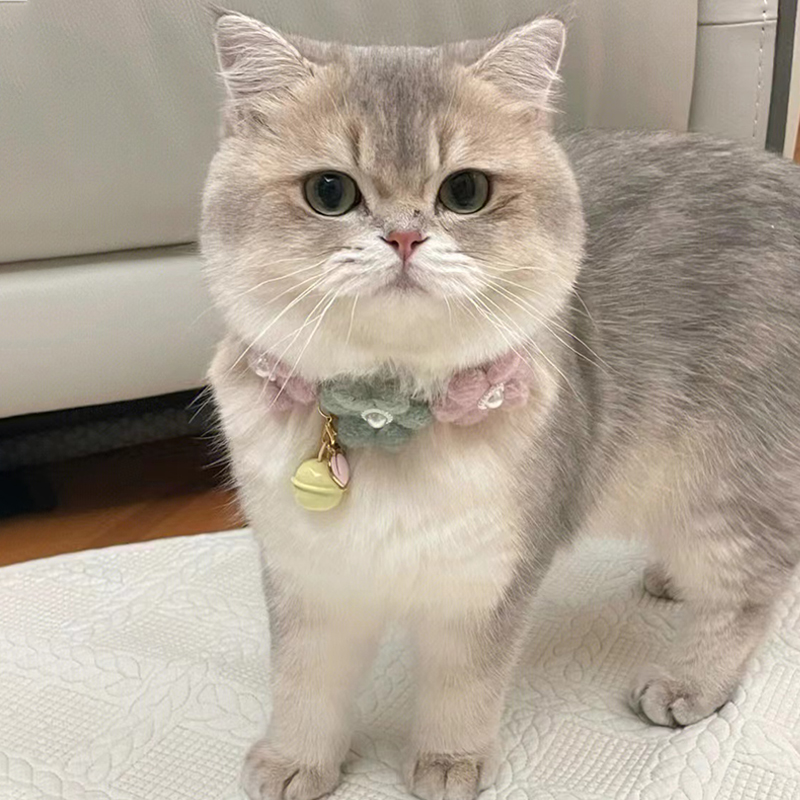 蓝金渐层幼猫纯种英短紫金血统英国短毛矮脚猫咪赛级长毛宠物活体